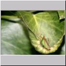 Leptophyes punctatissima - Zartschrecke 01b.jpg